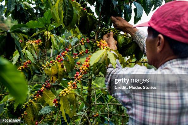 a man picks cherries at a farm in the rural highlands of colombias coffee axis. - sud america foto e immagini stock