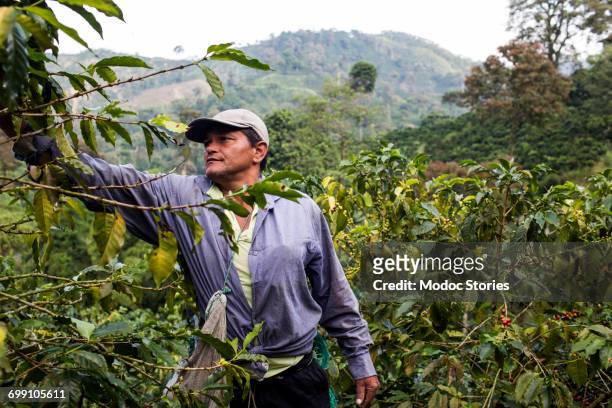a man harvests coffee beans on a farm in rural colombia. - south america stock pictures, royalty-free photos & images