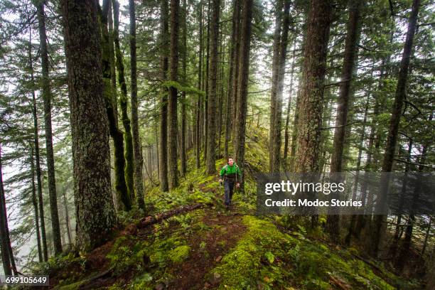 ruckel ridge, oregon. a man hiking alone in the woods looks up into the canopy as he climbs a mossy ridge on a foggy, misty afternoon. - douglas fir stock pictures, royalty-free photos & images