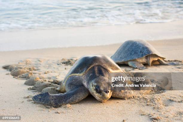 two olive ridley sea turtles coming and going in oaxaca, mexico. - pacific ridley turtle stock pictures, royalty-free photos & images