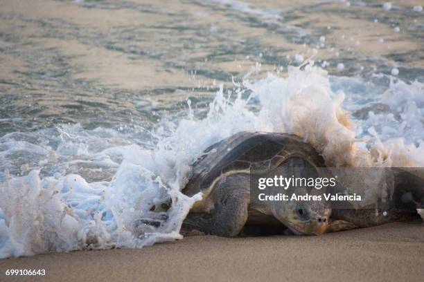 wave crashing o an olive ridley sea turtle - tortuga golfina fotografías e imágenes de stock