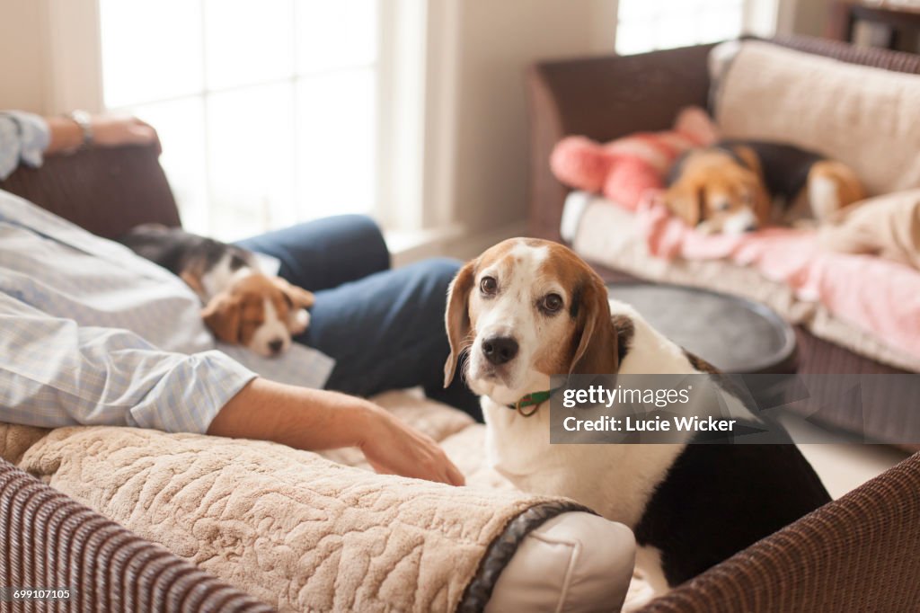 Beagle puppy