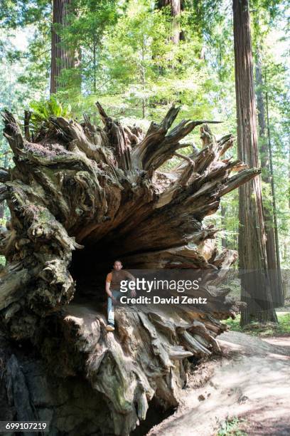 a man sits in the base of a downed redwood. - humboldt redwoods state park stock pictures, royalty-free photos & images