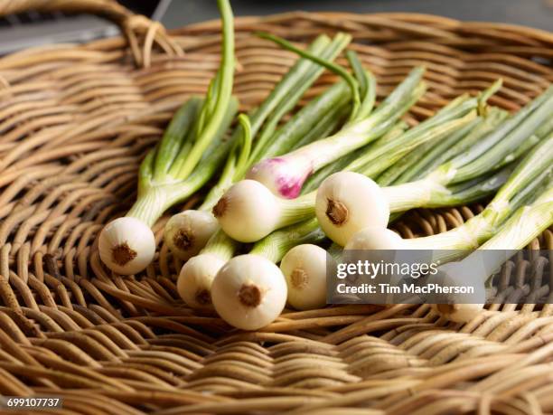 fresh whole spring onions on wicker basket - halstock stock-fotos und bilder