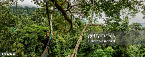 "treetop trekking, ban nongluang national park, champassak province, paksong, laos" - paksong stock pictures, royalty-free photos & images