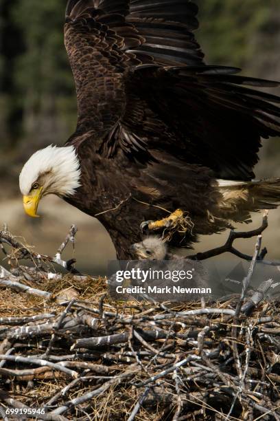406 Bald Eagle Chicks Nest Stock Photos High Res Pictures And Images 406-bald-eagle-chicks-nest-stock-photos-high-res-pictures-and-images