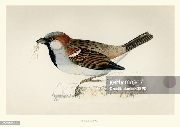 stockillustraties, clipart, cartoons en iconen met natural history - vogels - huismus - mus