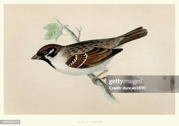 33点のスズメイラスト素材 Getty Images 33点のスズメイラスト素材 Getty Images