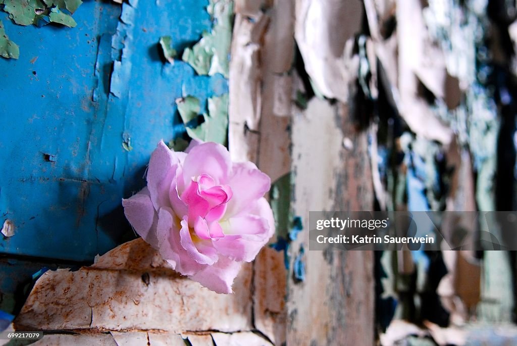 Nahaufnahme einer Rosa Blumen