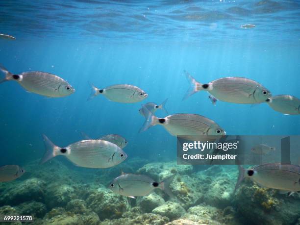 grupo de peces buceando bajo el peñón de ifach, alicante. - juampiter fotografías e imágenes de stock