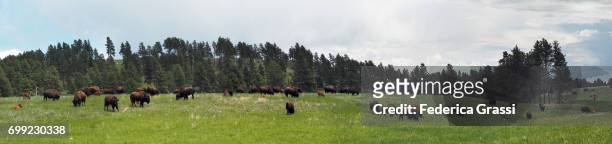 large size panoramic view of custer state park with bison herd - rapid city south dakota stock pictures, royalty-free photos & images