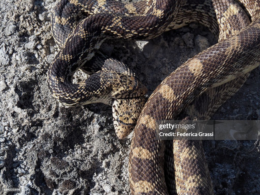 Two Bullsnakes (Pituophis catenifer)