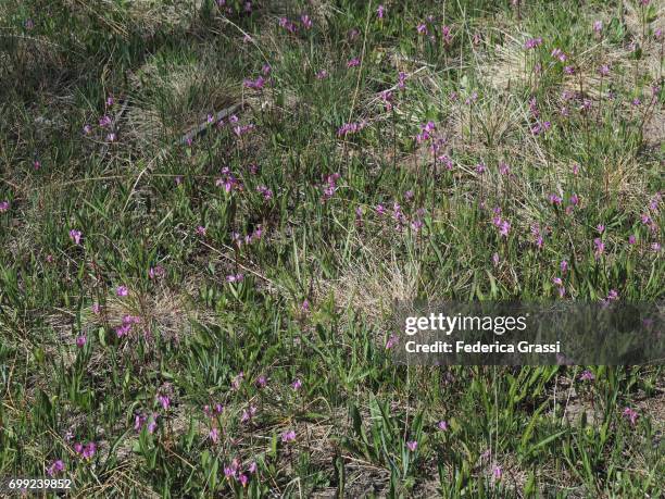 dogtooth violet (erythronium dens canis) - erythronium dens canis stock pictures, royalty-free photos & images