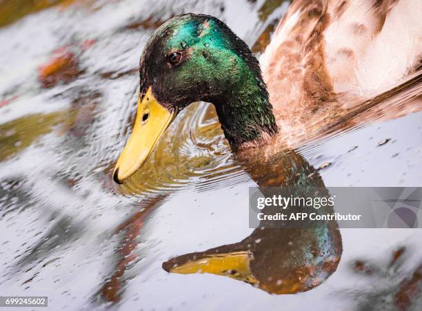 The head of a duck reflects in the water of the Kurpark pond in Bad Vilbel, western Germany, on June 21, 2017. / AFP PHOTO / dpa / Frank Rumpenhorst...