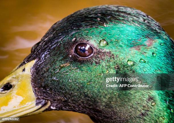 Water drips off the head of a duck at the Kurpark pond in Bad Vilbel, western Germany, on June 21, 2017. / AFP PHOTO / dpa / Frank Rumpenhorst /...
