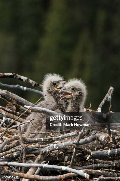 bald eagle, nesting - eagles nest imagens e fotografias de stock