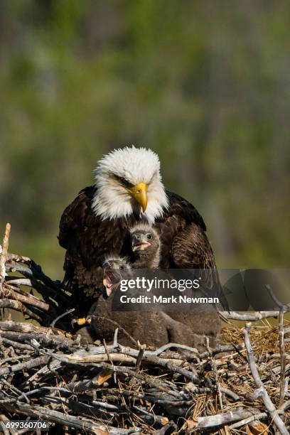 bald eagle, nesting - eagle nest stock-fotos und bilder