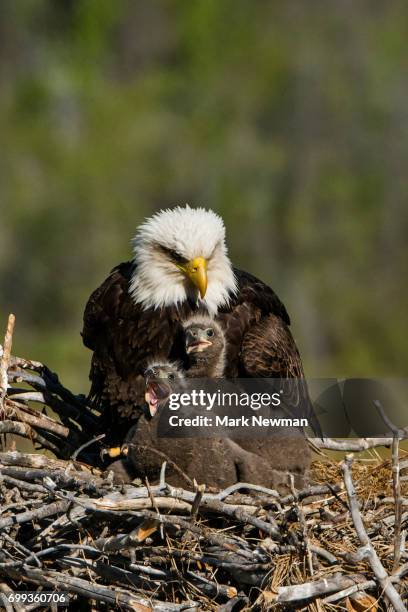 bald eagle, nesting - eagle nest foto e immagini stock