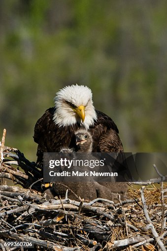 Bald Eagle, nesting Bald Eagle, nesting