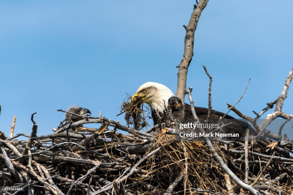 Bald Eagle, nesting