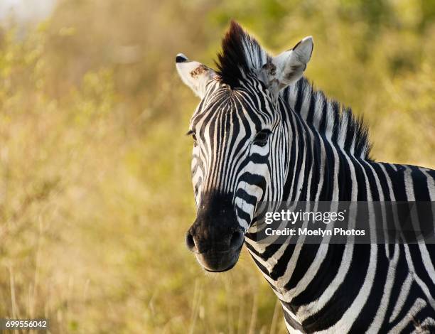 zebra portrait - zebra stock pictures, royalty-free photos & images