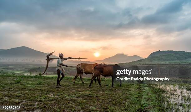 farming in fields - andhra pradesh stock-fotos und bilder
