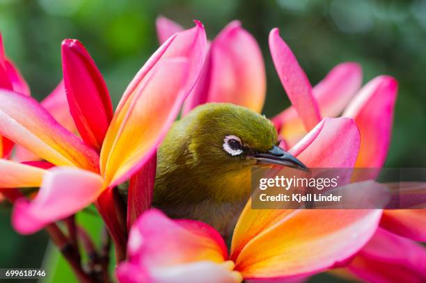 tropical bird amongst pink flowers - flower multicolor stock-fotos und bilder