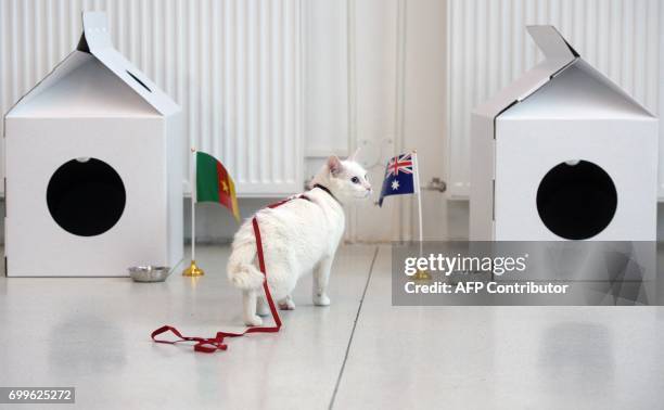 Achilles the cat, one of the State Hermitage Museum mice hunters, approaches an Australian national flag during a prediction event of the results of...