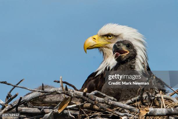 bald eagle, nesting - eagle nest foto e immagini stock