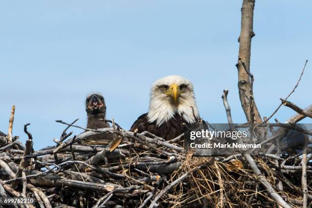 283 Female Bald Eagle Stock Photos High Res Pictures And Images 283-female-bald-eagle-stock-photos-high-res-pictures-and-images