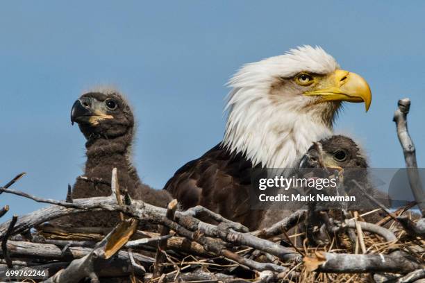 283 Female Bald Eagle Stock Photos High Res Pictures And Images 283-female-bald-eagle-stock-photos-high-res-pictures-and-images