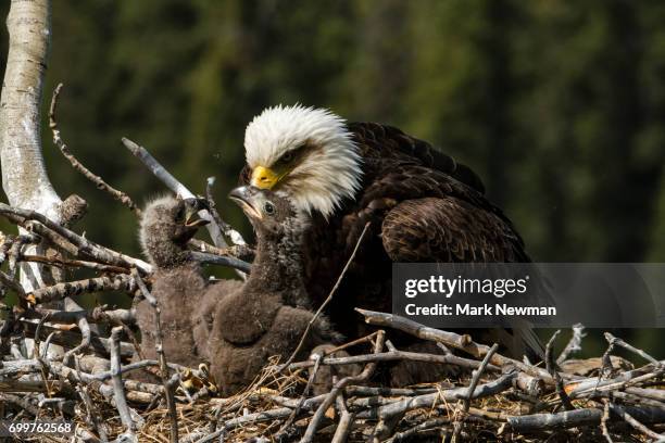 Female Bald Eagle Photos And Premium High Res Pictures Getty Images female-bald-eagle-photos-and-premium-high-res-pictures-getty-images