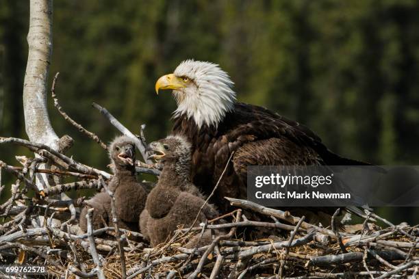 bald eagle, nesting - bald eagle chick stock pictures, royalty-free photos & images