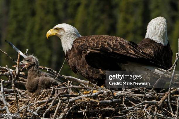 bald eagle, nesting - female bald eagle 個照片及圖片檔