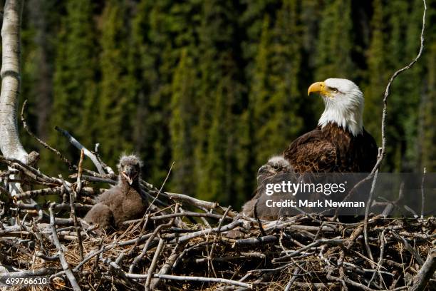 bald eagle, nesting - eagles nest imagens e fotografias de stock