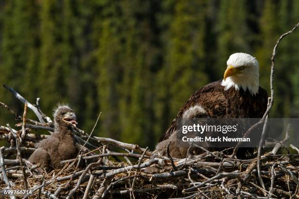 bald eagle, nesting - bald eagle chick stock pictures, royalty-free photos & images