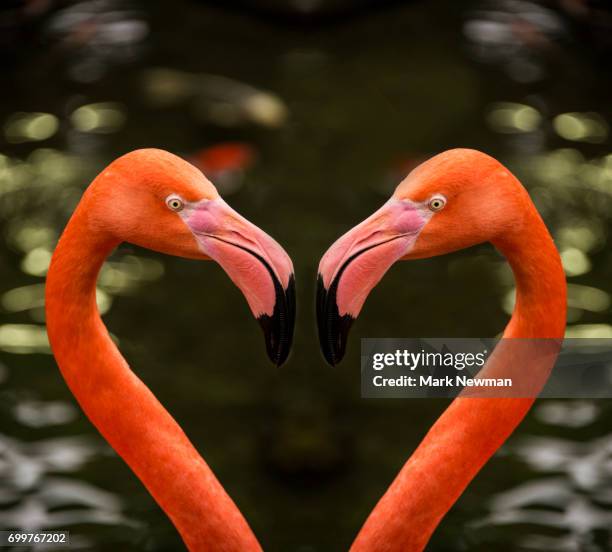 caribbean flamingo - flamingo heart stock pictures, royalty-free photos & images