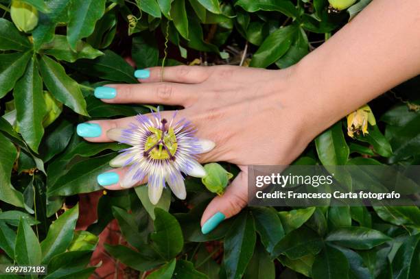 manicured nails on passion flower - passiflora caerulea stock pictures, royalty-free photos & images