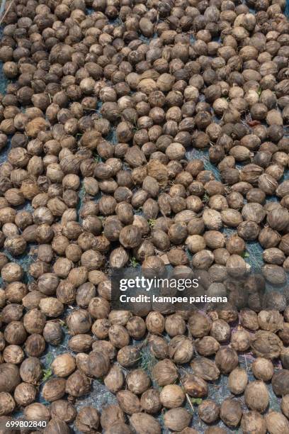 dried betel nut on the floor - areca palm tree stock-fotos und bilder