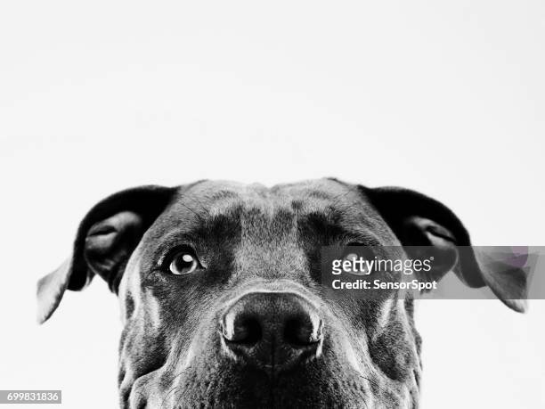 retrato de estudio de perros de pit bull blanco y negro - tenue de protection fotografías e imágenes de stock
