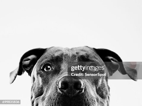 46,316 Black And White Dog Photos and Premium High Res Pictures - Getty Images 46,316 Black And White Dog Photos and Premium High Res Pictures - Getty Images