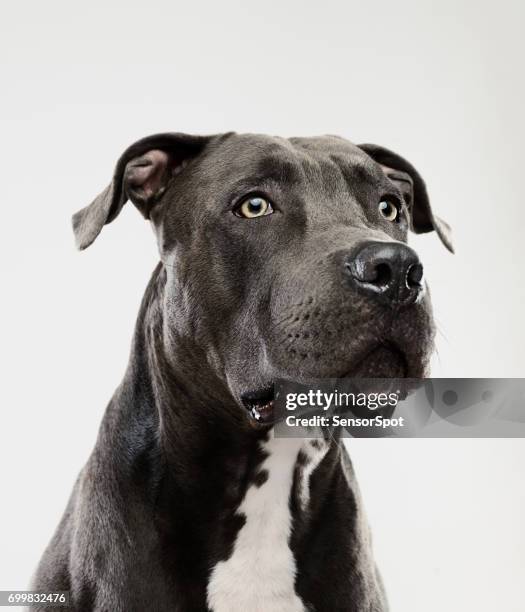 pit bull dog guarding - american pit bull terrier stock pictures, royalty-free photos & images