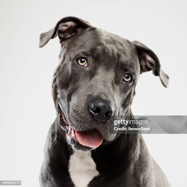 pit bull dog listening studio portrait - pit bull stock pictures, royalty-free photos & images