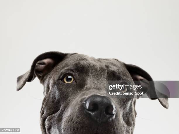 pit bull dog staring portrait - pure bred dog stock pictures, royalty-free photos & images
