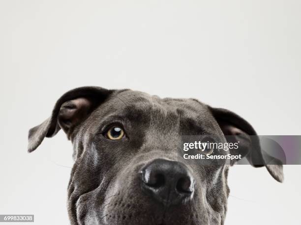 pit bull dog staring portrait - dog listening stock pictures, royalty-free photos & images