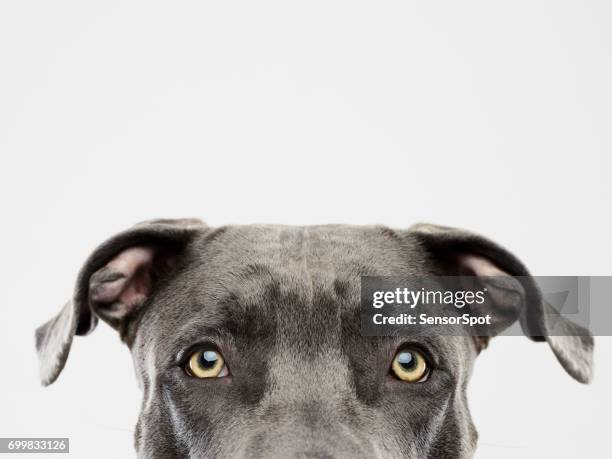 pit bull hund studioportrait - dog face stock-fotos und bilder