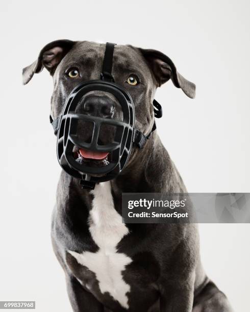 pit bull hund portrait mit maulkorb - restraint muzzle stock-fotos und bilder