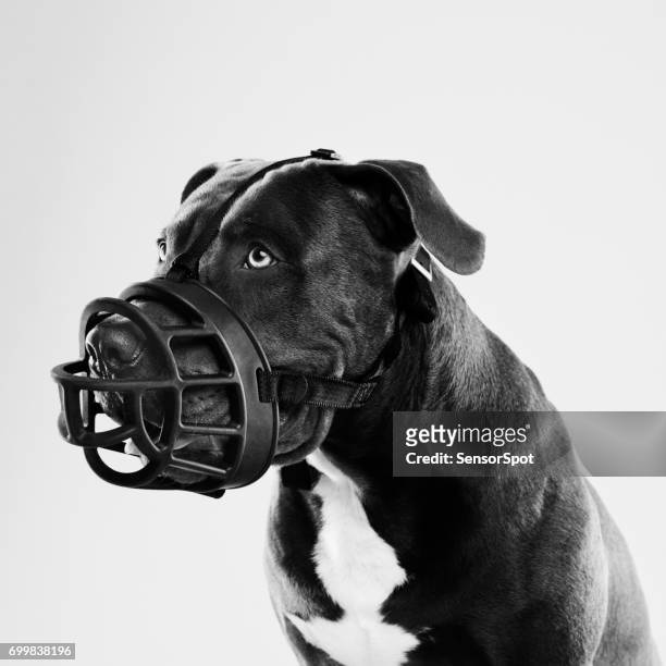 pit bull hund mit großer schnauze porträt - restraint muzzle stock-fotos und bilder