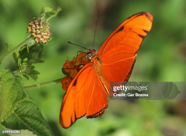 orange julia longwing (dryas iulia) - heliconiinae stockfoto's en -beelden