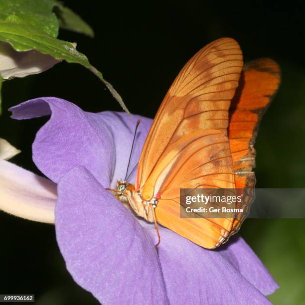 foraging julia heliconian butterfly (dryas iulia) - heliconiinae stockfoto's en -beelden